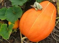 pic for Pumpkin patch 1920x1408